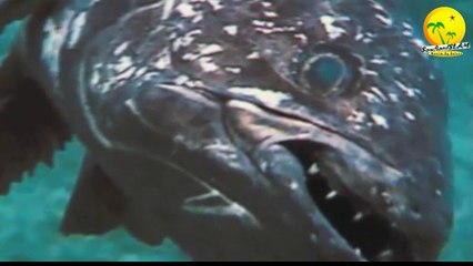 Le poison: l'arrière grand-père des athées & evolutionnistes. Rigoler avec Dawkins