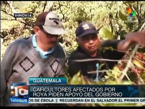 Cafetaleros de Guatemala denuncian falta de apoyo en combate a la roya