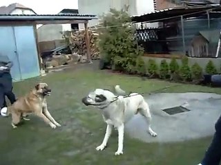 Sivas kangal köpeklerinin dövüşü (1)