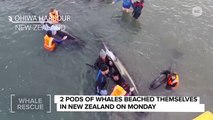 A Bunch Of Whales Just Mysteriously Beached Themselves