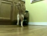 Milo o gato tem uma técnica engraçada para tirar alimentos do alimentador automático