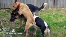 Doggy Dan - The Online Dog Trainer - German Shepherd dog playing