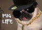 The Best Of Thug Life Compilation (Animal Edition)