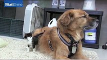 Hurricane Katrina-surviving dog now nanny to kittens