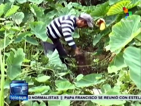 Etnia de Alta Verapaz cumple 20 años sin uso de agroquímicos
