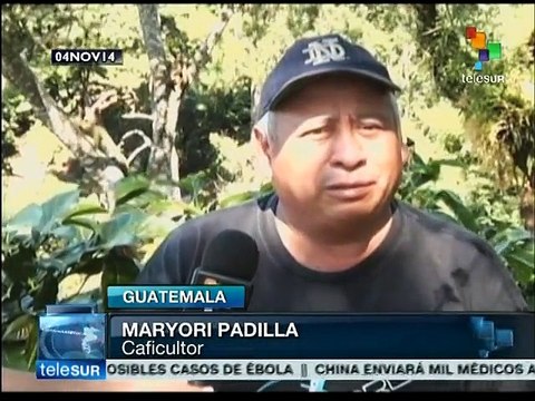 Caficultores guatemaltecos siguen padeciendo por efectos de la roya