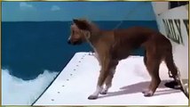 ایک انسان انسان کی مدد نہیں کرتا - اس ویڈیو میں دیکھیں مچھلی سمندر میں ڈوبتے کتے کو کس طرح بچاتی ہے