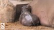 Surprise Baby Hippo Born at Los Angeles Zoo