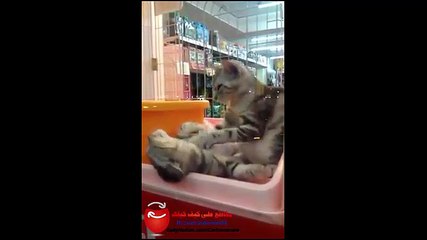 مقطع مميز لقطتين معروضتين على احدى واجهات  للبيع