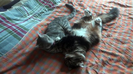 "Sur le Matelas" entre Santos et Maciste (Snooky & Plumo-10e semaine)