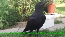 Trailer Jakob und Micki