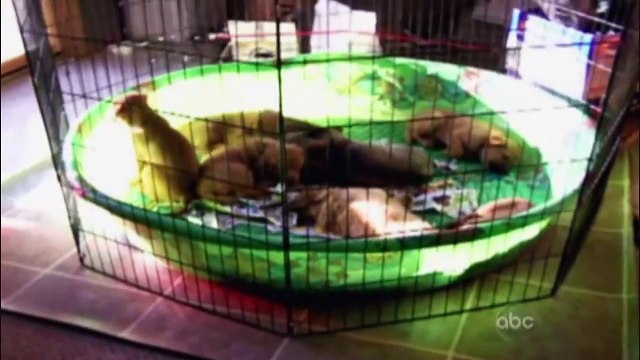 ☺ AFV Part 8 (NEW!) - America's Funniest Home Videos (2012) _ OrangeCabinet