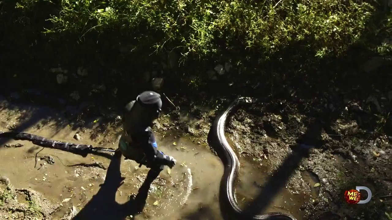 Se deja comer por una anaconda