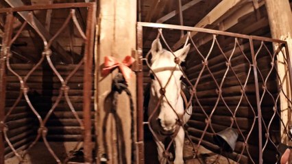 Конный тур в Нижегородской области. Horse tour Nizhny Novgorod region