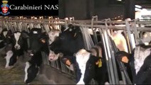 Cremona - traffico di farmaci veterinari per aumento produzione di latte