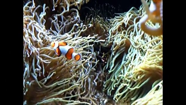 BALADE À OCÉANOPOLIS (BREST, FINISTERE) – abadennou.fr