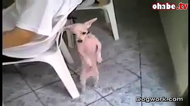 Komik dansçı köpek