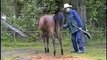 Zinnelijk maken van een paard middels clickertraining