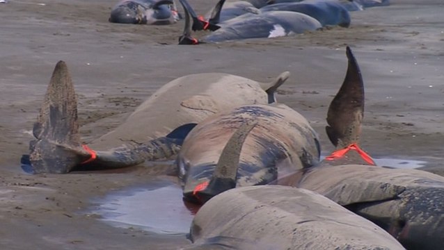 Charnier de baleines en Nouvelle-Zélande