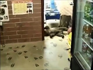 Ayıyla oynayan köpek