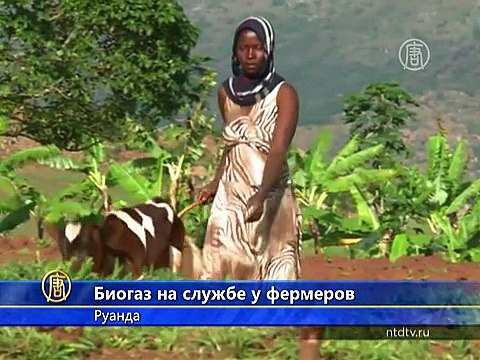 В Руанде фермеры добывают газ из навоза