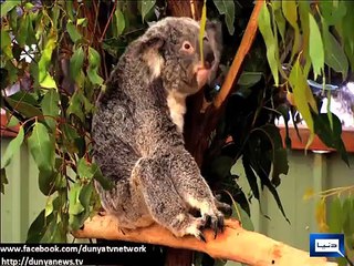 Dunya News - Global leaders guests of bears at G20 conference in Australia