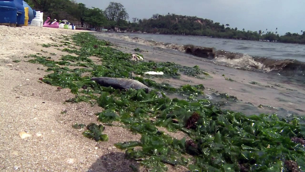 Toneladas de peces mueren en Río