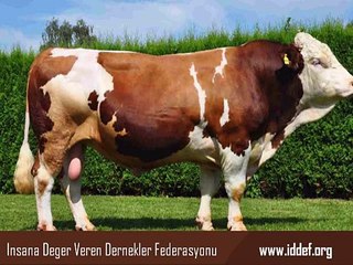 İddef Kurban Bağışı Fiyatları 2014