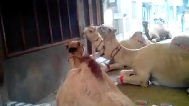 Cow Camels Bakra Qurbani || Islamabad || Eid ul azha 2014 || HD ✔