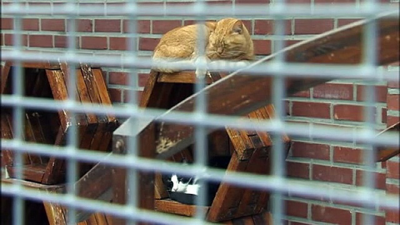 Stérilisation obligatoire des chats : une fausse bonne nouvelle