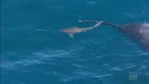 Man Dives Into Shark Infested Waters