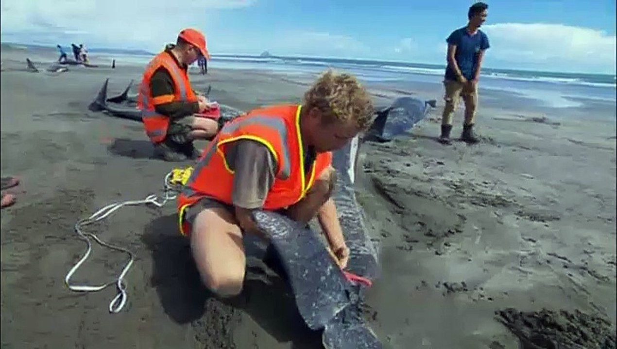 50 whales die after stranding in New Zealand