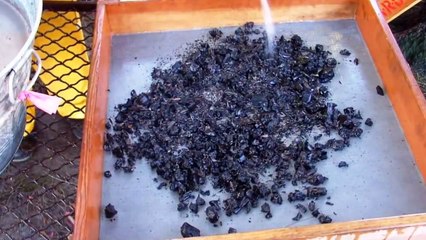 A-Z of Archaeology  'S - Seeds (Botanical Remains)'