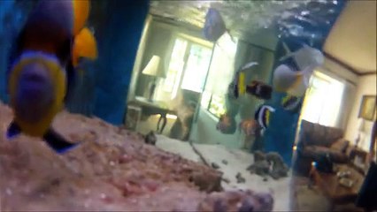 Tarek Hazimeh - Aquarium 2