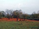 Au Texas on chasse le cochon sauvage à l'explosif !