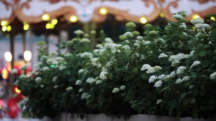 Love Story in the Zombie Apocalipse!