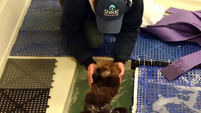 SUPERCUTE : Un bébé loutre apprend à nager