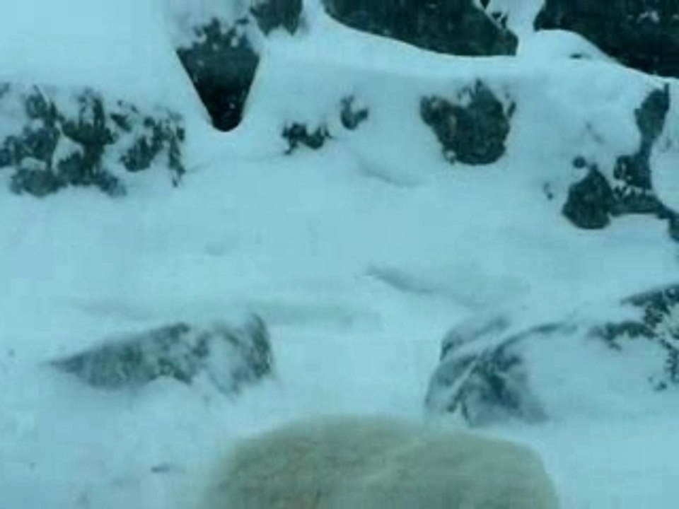 La vie des ours