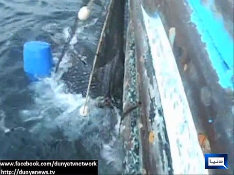 Dunya News - 3 whales, caught by fishermen in Karachi, saved