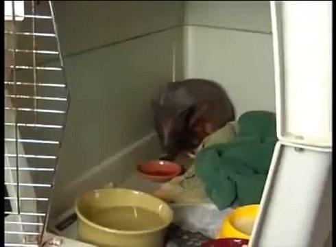 Chupacabra accidentally captured