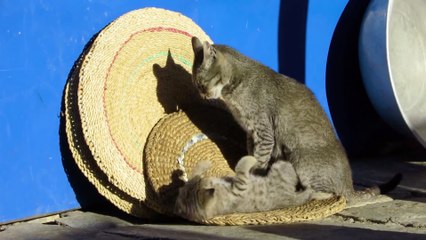 Cute kitten playing with its mother