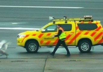 Evasive Bird Proves a Nuisance on Heathrow Runway