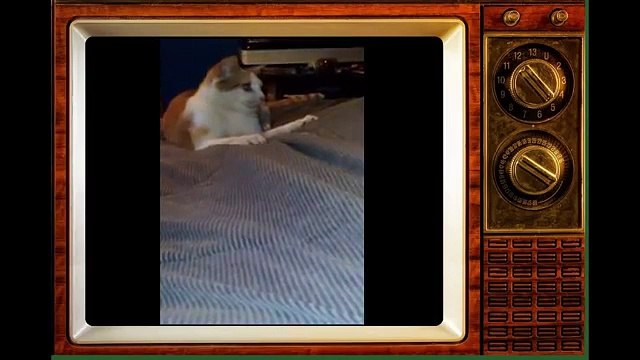 [+18 ~ Sexy Funny Girl]Funny Cats Video - Funny Cat Videos Ever- Funny Videos 2014 - Funny Animals Funny Animal Videos