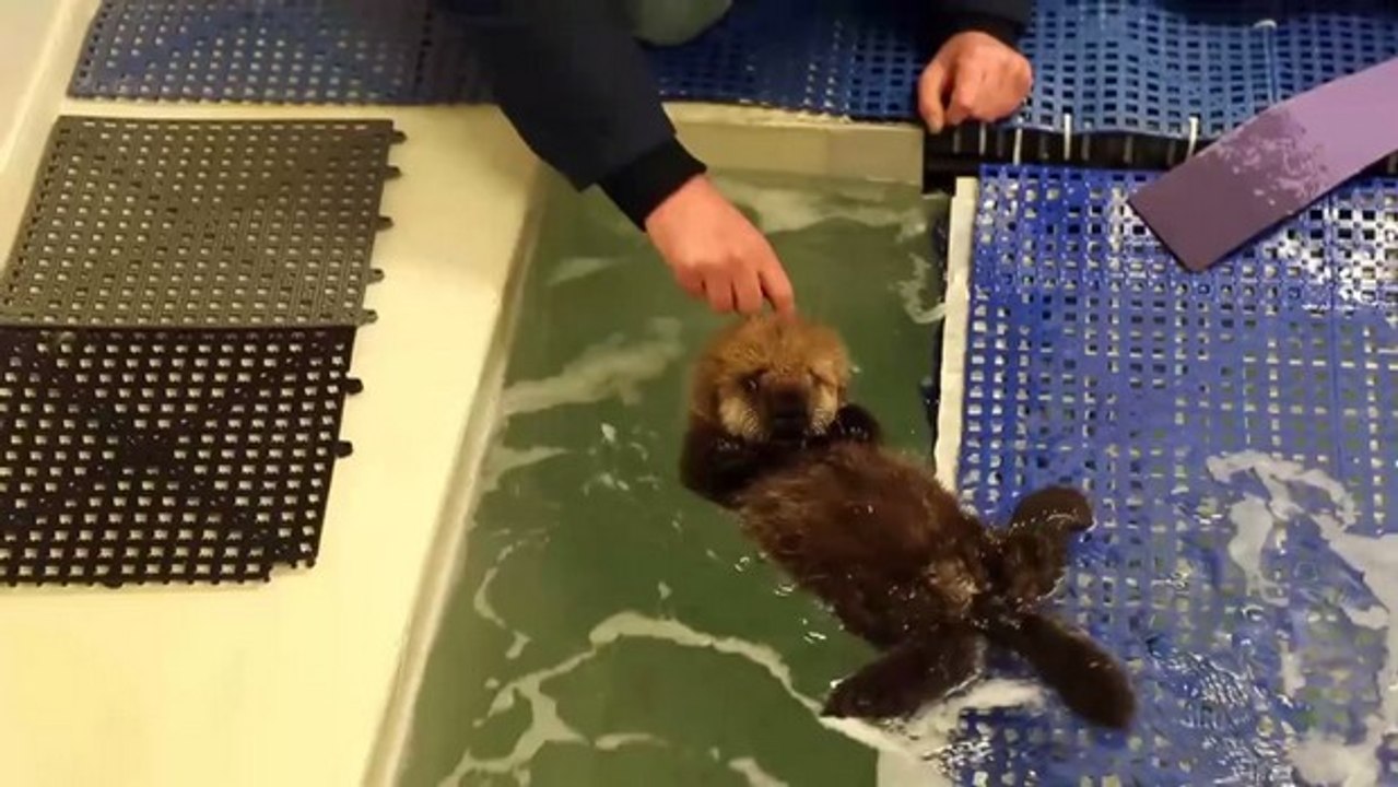 Une petite loutre orpheline apprend à nager à Chicago