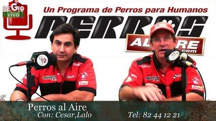 PERROS AL AIRE 1 DE NOV DEL 2014