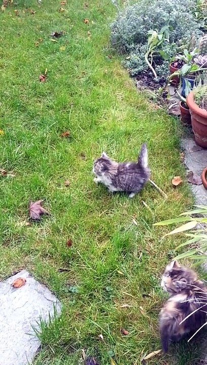 Chatons - Speedy Gonzalez