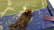 Une loutre orpheline apprend à nager avec les humains