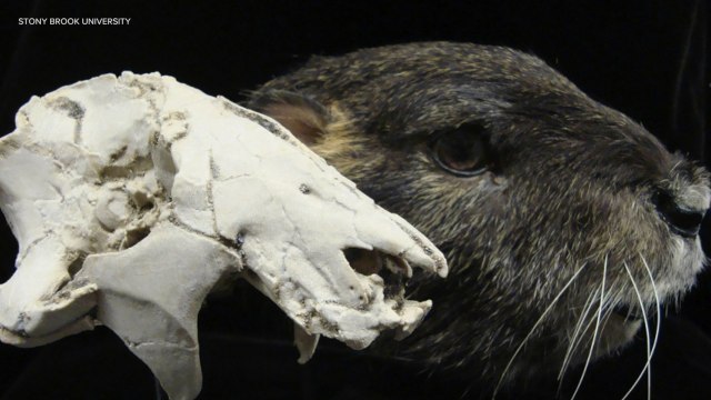Fossil Reveals New Mammal Lived Near the End of the Dinosaurs