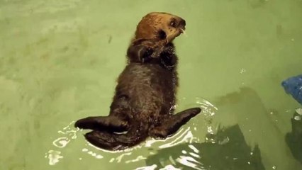 Baby Sea Otter is Best Thing to Happen to Chicago Since Oprah