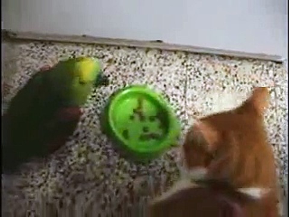 Parrot VS Cat | Epic Food-Fight! Must Watch